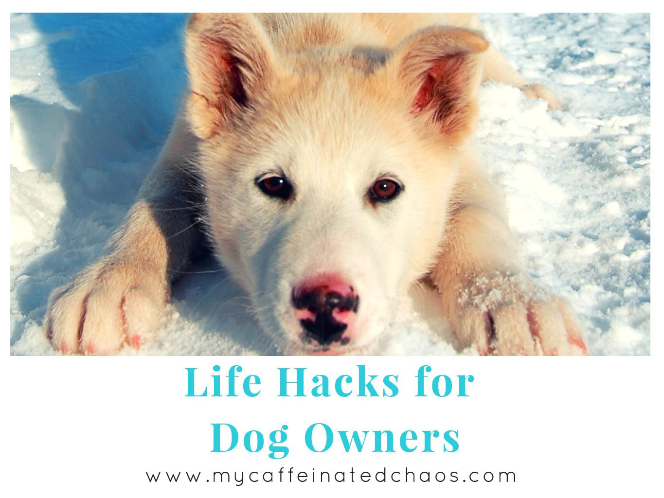 Life Hacks for Dog Owners